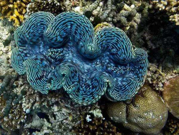 三亞潛水教練捕撈硨磲被查